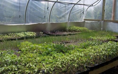 greenhouses3