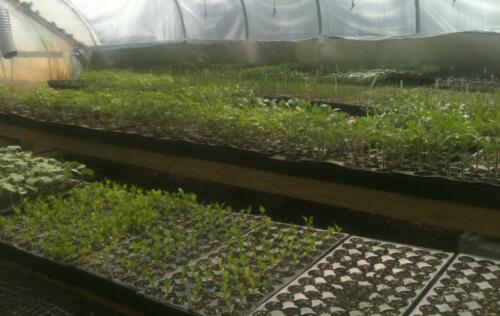 greenhouses4